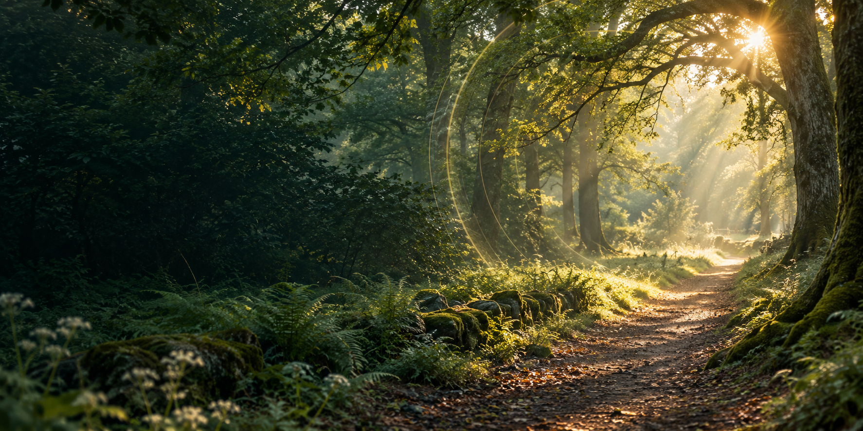Morning sunlight following a path through peaceful woodland